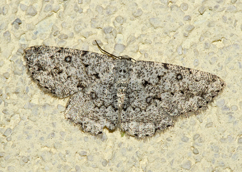 Geometridae, Charissa sp.